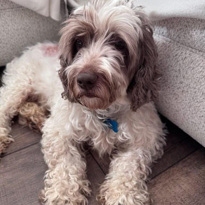 Feather, Adoptable, Adult Female Cockapoo.