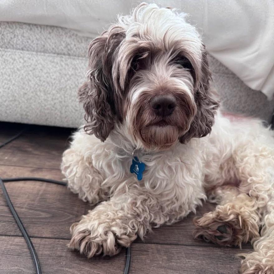 Enlarge Feather, a Adoptable Cockapoo in St. Charles, IL image 2/6