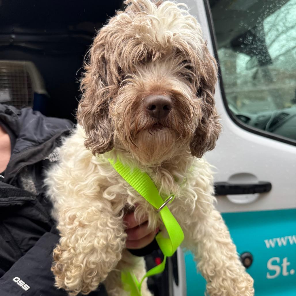 Enlarge Feather, a Adoptable Cockapoo in St. Charles, IL image 3/6