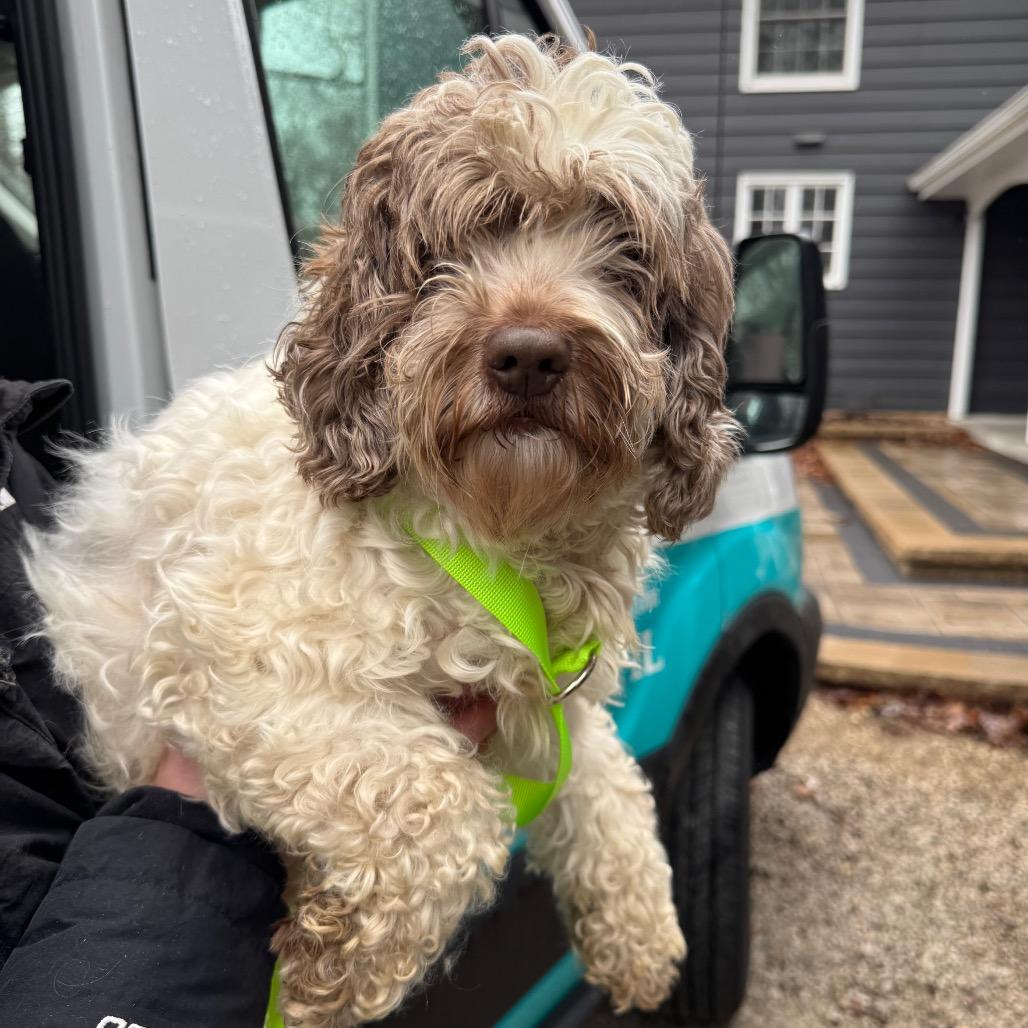 Enlarge Feather, a Adoptable Cockapoo in St. Charles, IL image 4/6