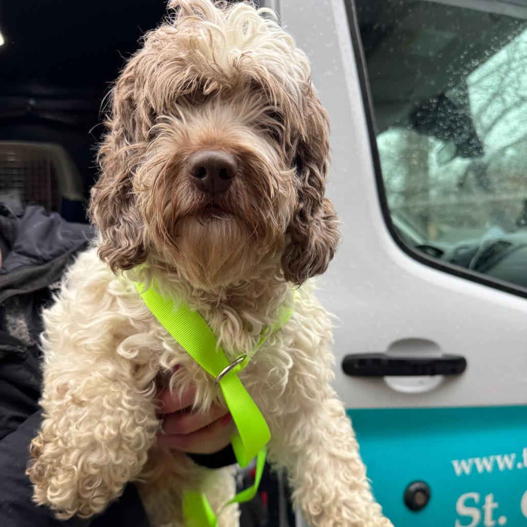 Enlarge Feather, a Adoptable Cockapoo in St. Charles, IL image 5/6