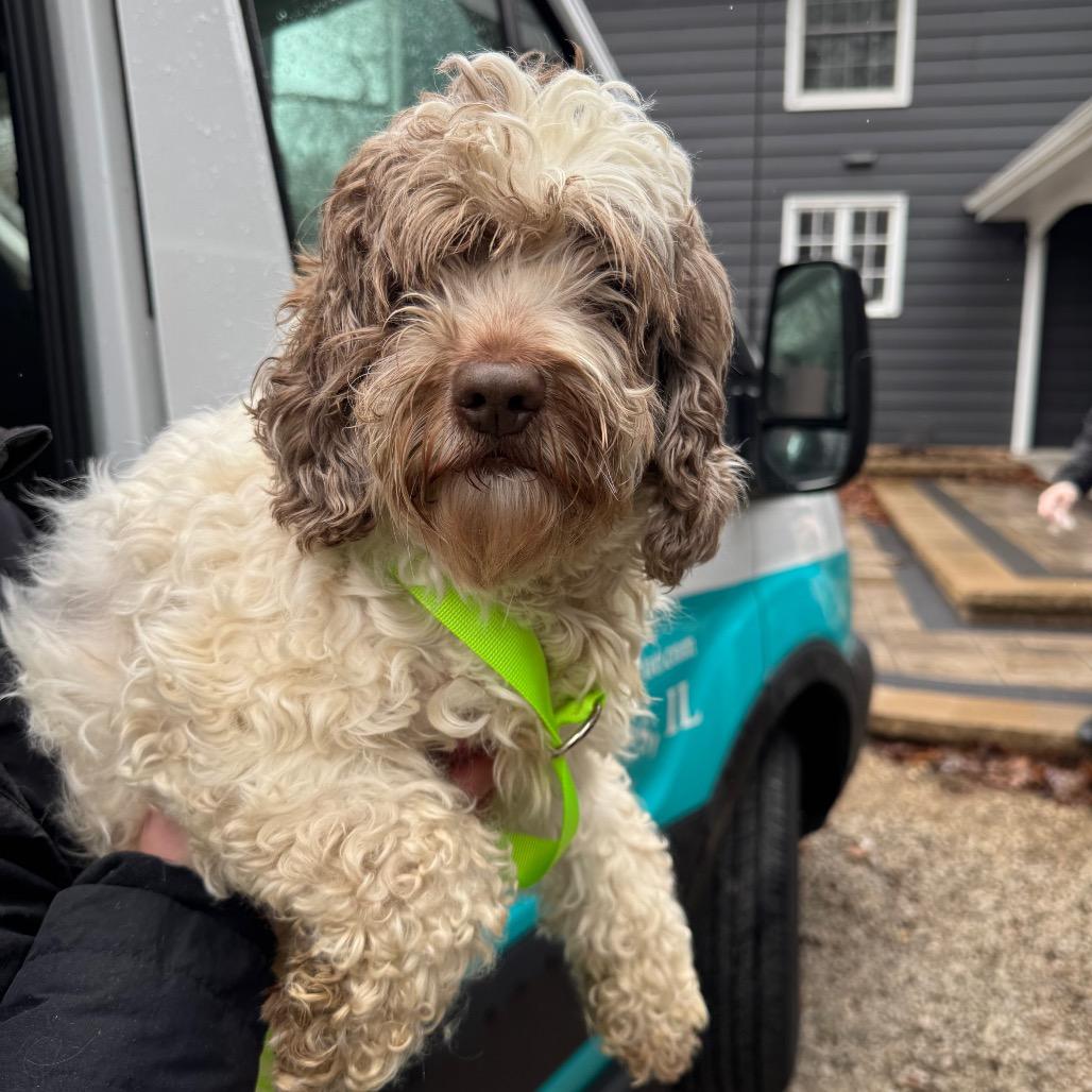 Enlarge Feather, a Adoptable Cockapoo in St. Charles, IL image 6/6