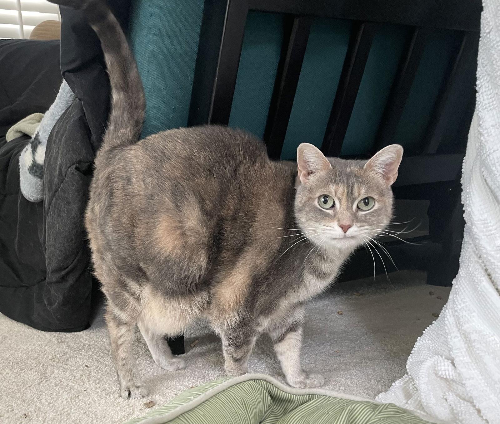 Cleopatra, a Adoptable Domestic Short Hair in Pittsboro, NC image 1/3