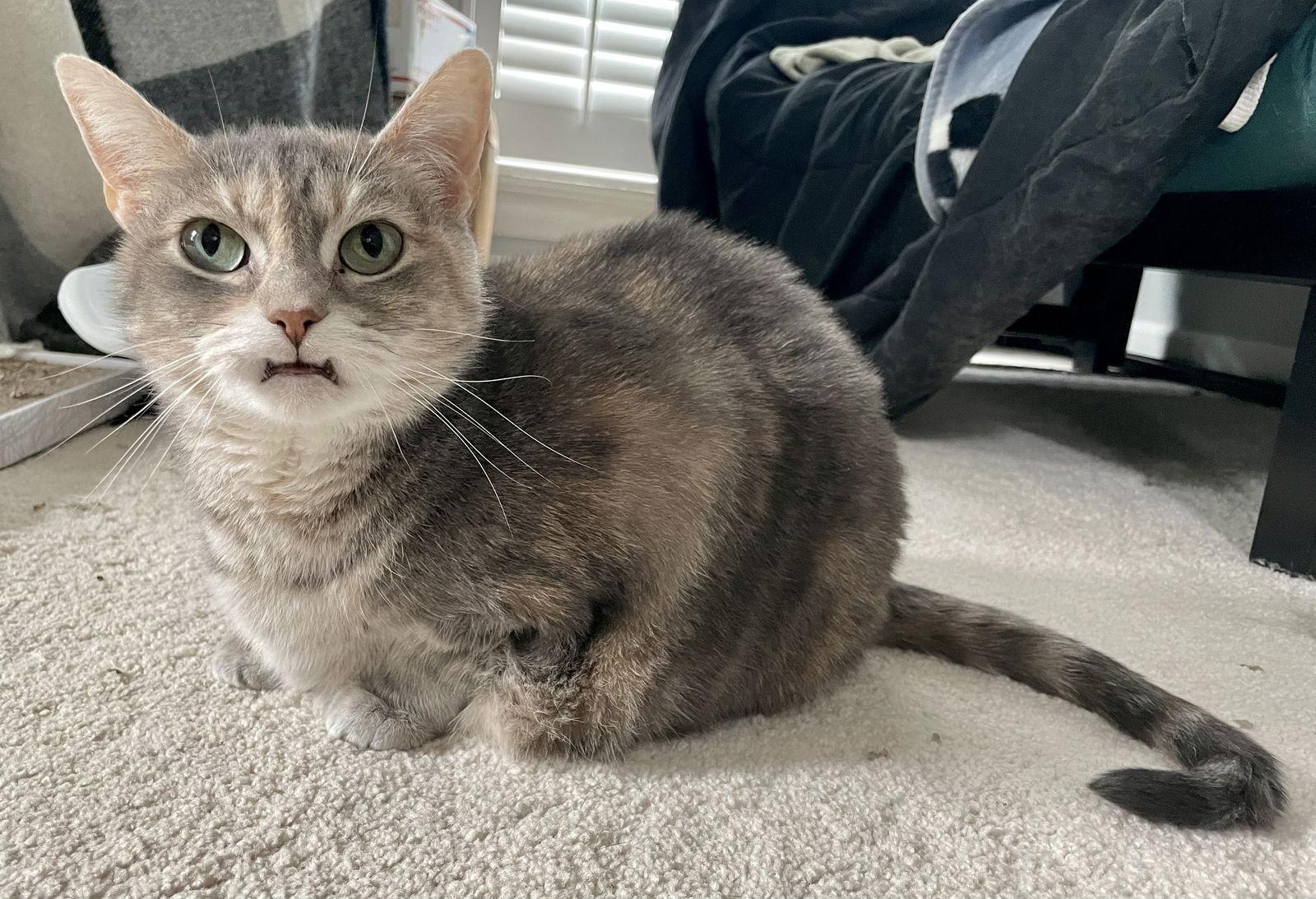 Cleopatra, a Adoptable Domestic Short Hair in Pittsboro, NC image 2/3