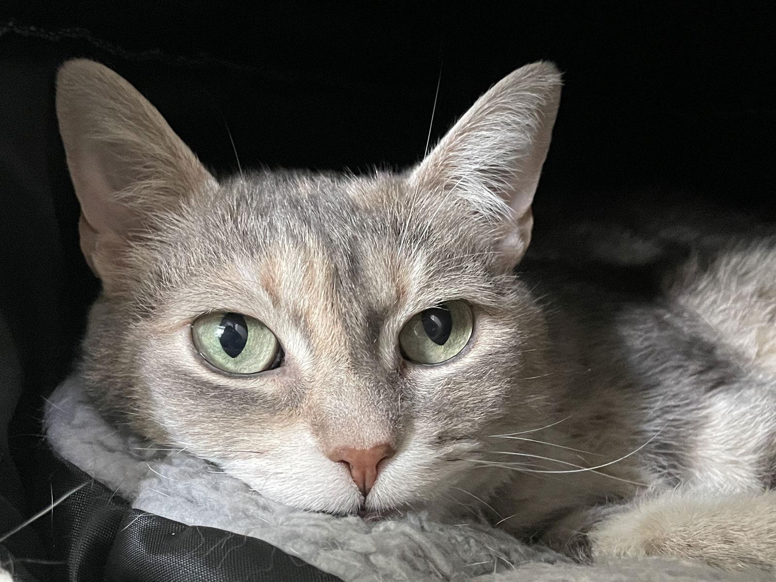 Cleopatra, a Adoptable Domestic Short Hair in Pittsboro, NC image 3/3