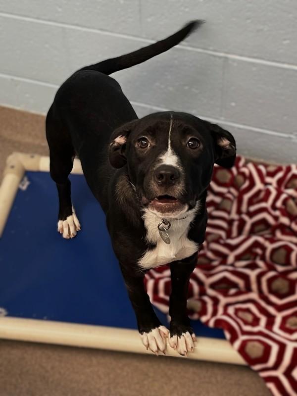 Dottie, Adoptable, Puppy Female Labrador Retriever.