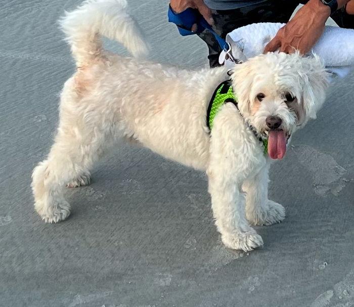 Enlarge Kirby, a Adopted mixed breed in Winter Park, FL image 1/3