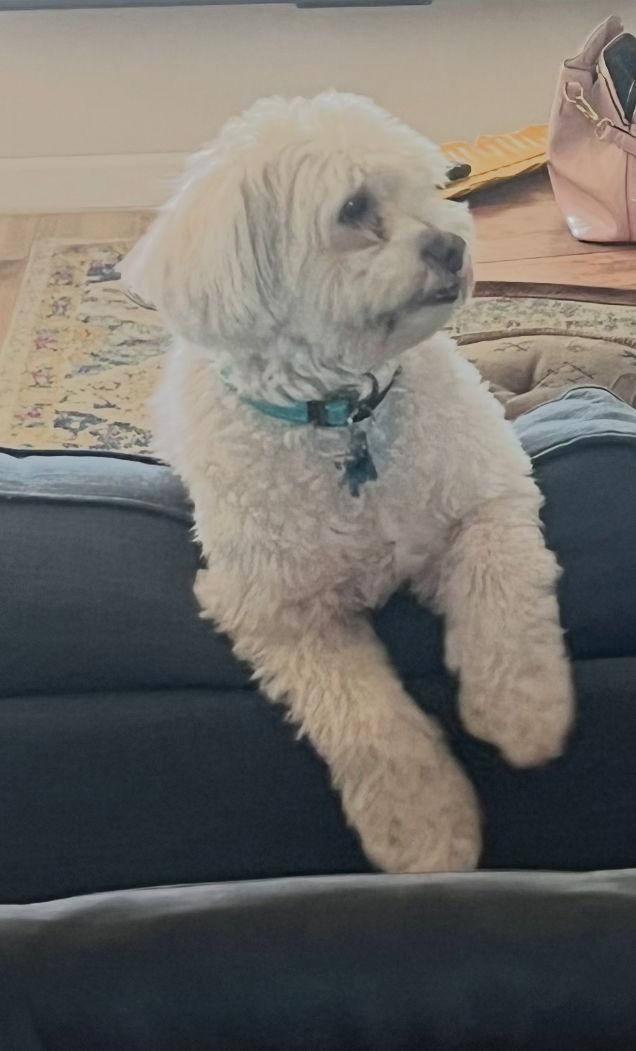 Enlarge Kirby, a Adopted mixed breed in Winter Park, FL image 3/3