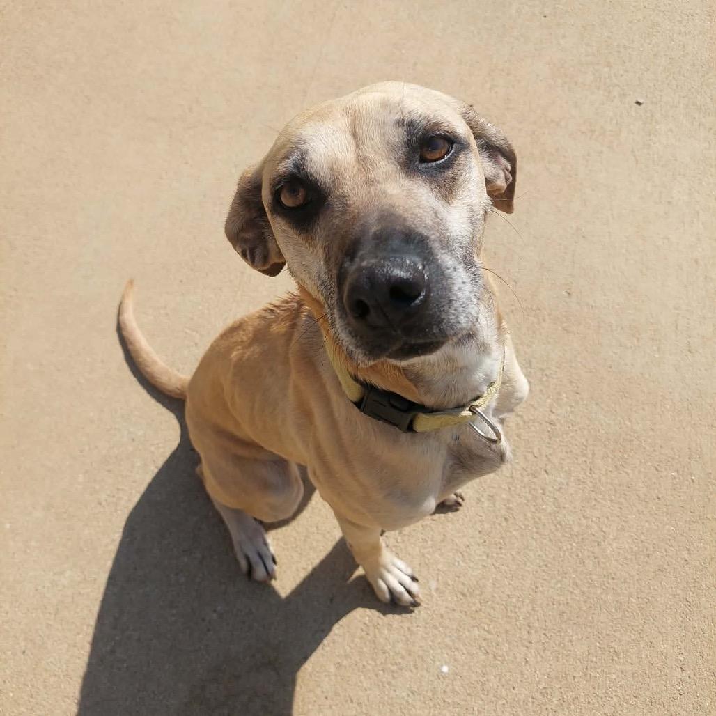 Dolly, adopted, Adult Female Mixed Breed.