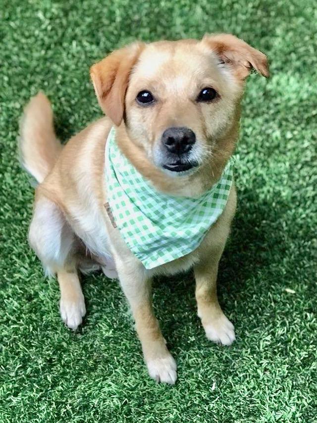 Apollo, Adoptable, Adult Male Shiba Inu & Retriever.