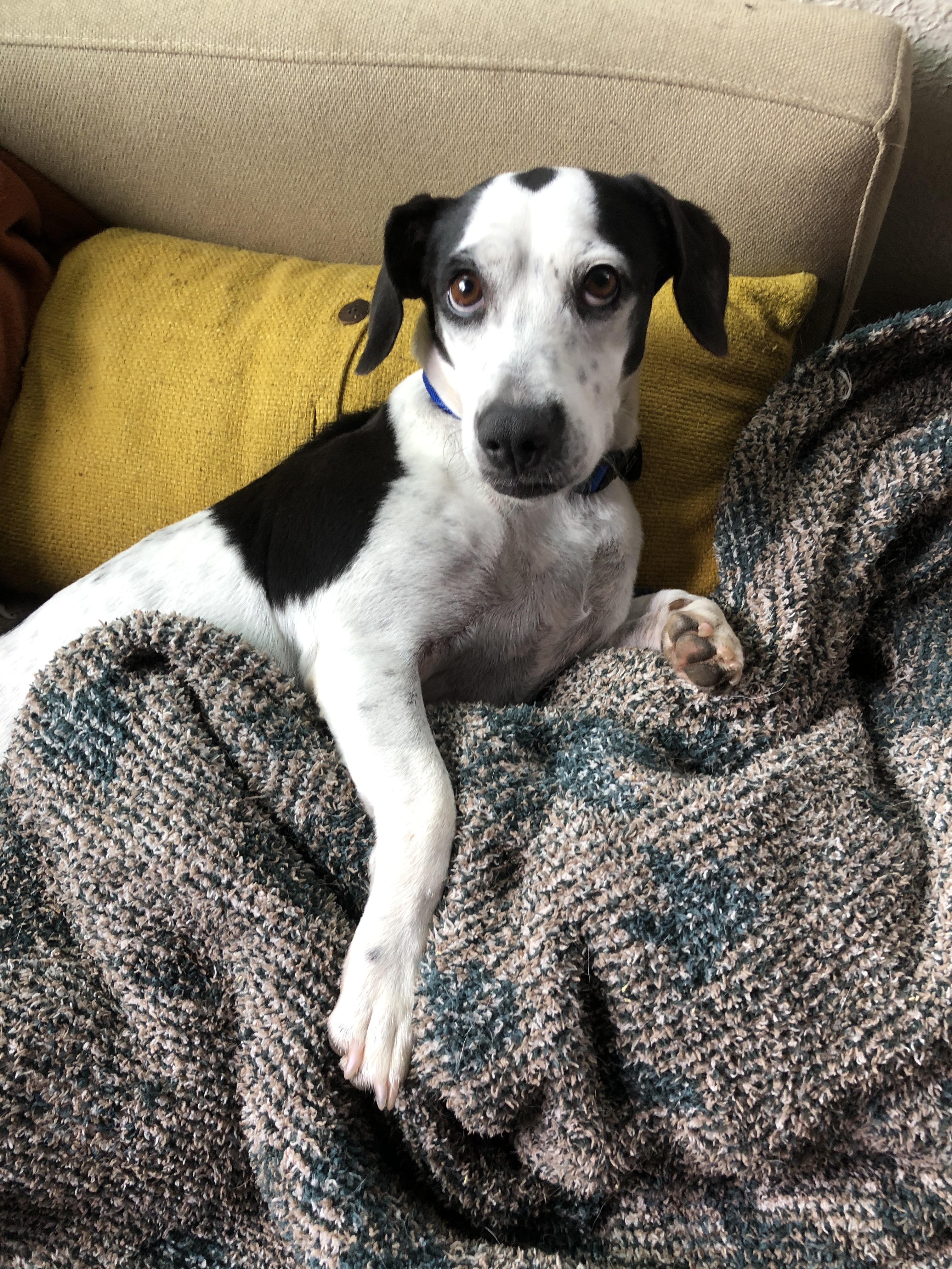 Panda, Adopted, Adult Female Beagle & Dachshund.