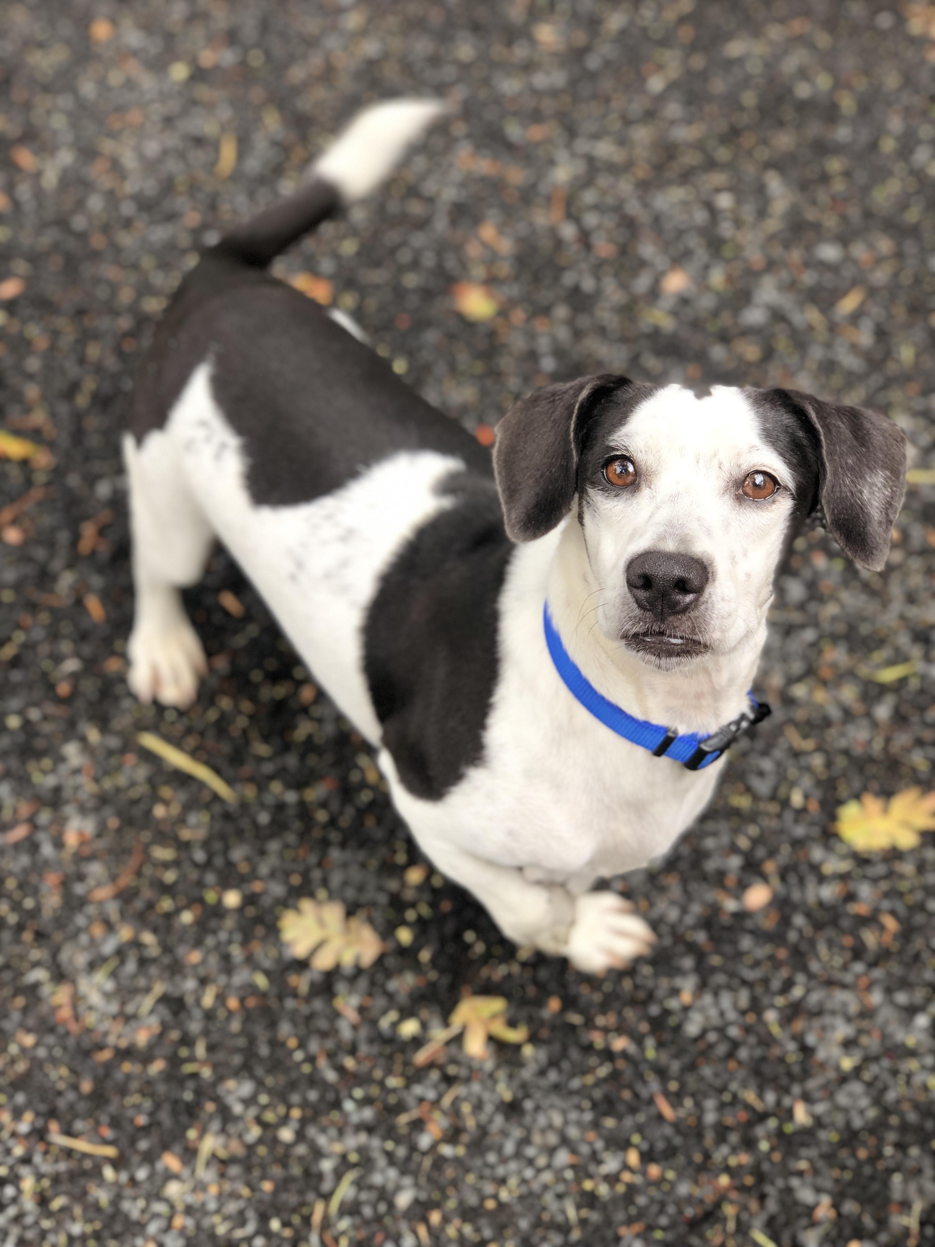 Adopt Panda