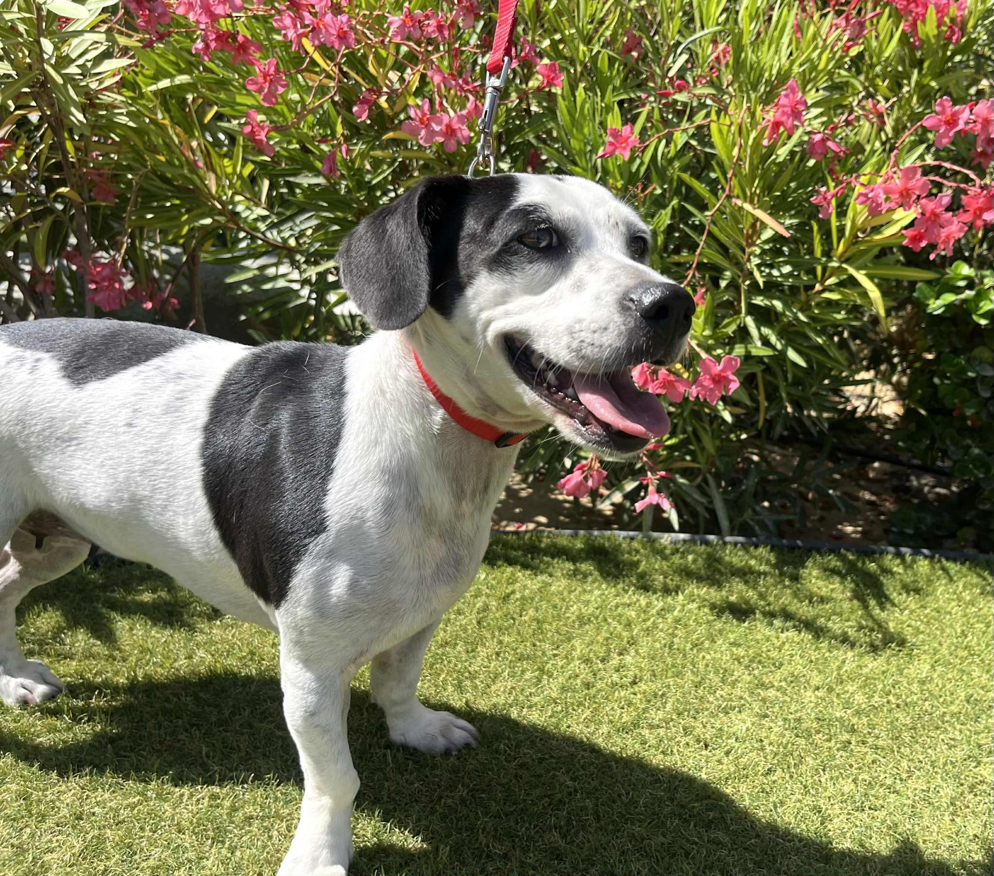 Enlarge Panda, a Adopted mixed breed in Chico, CA image 4/6
