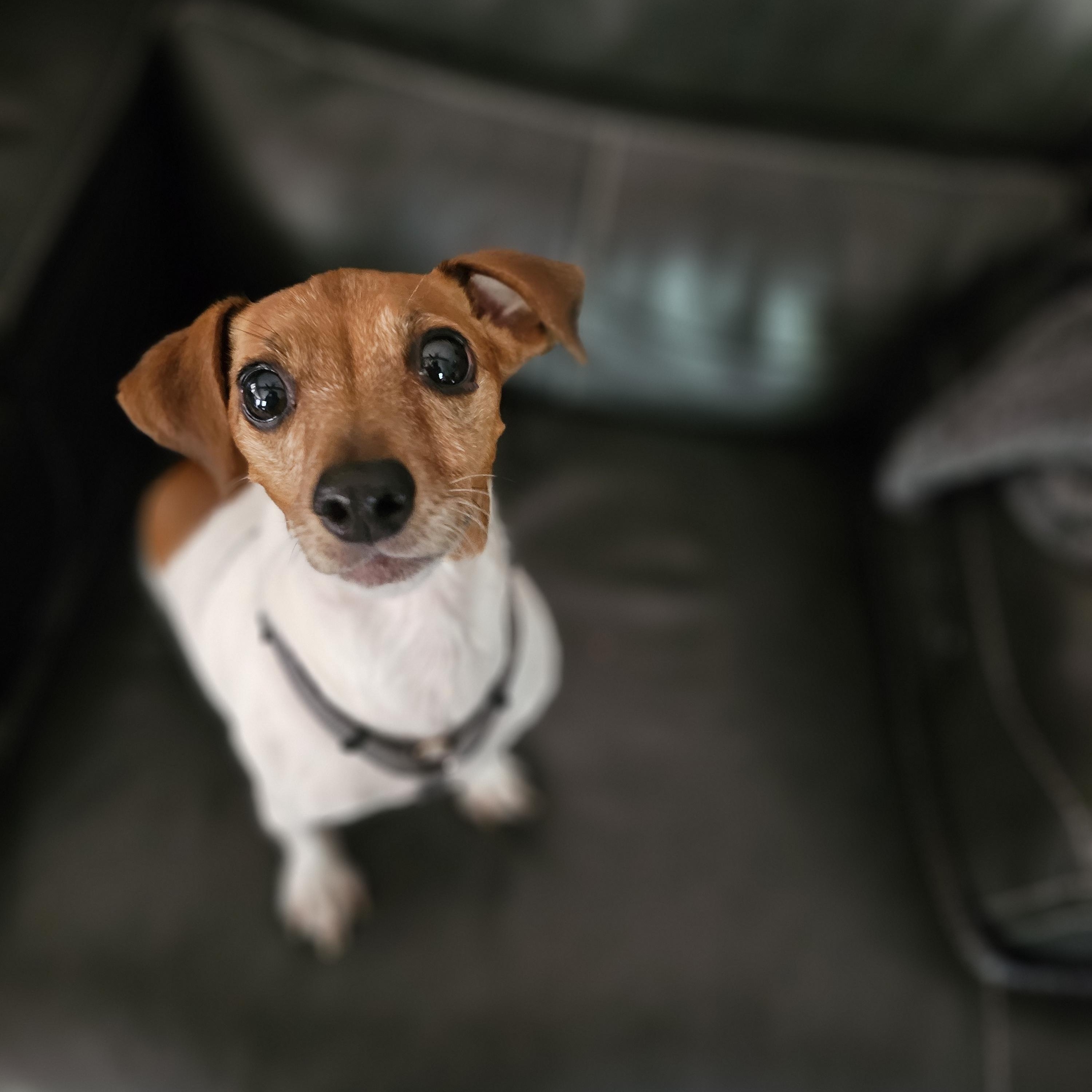 Honey Bunny, adopted, Adult Female Jack Russell Terrier & Chihuahua.