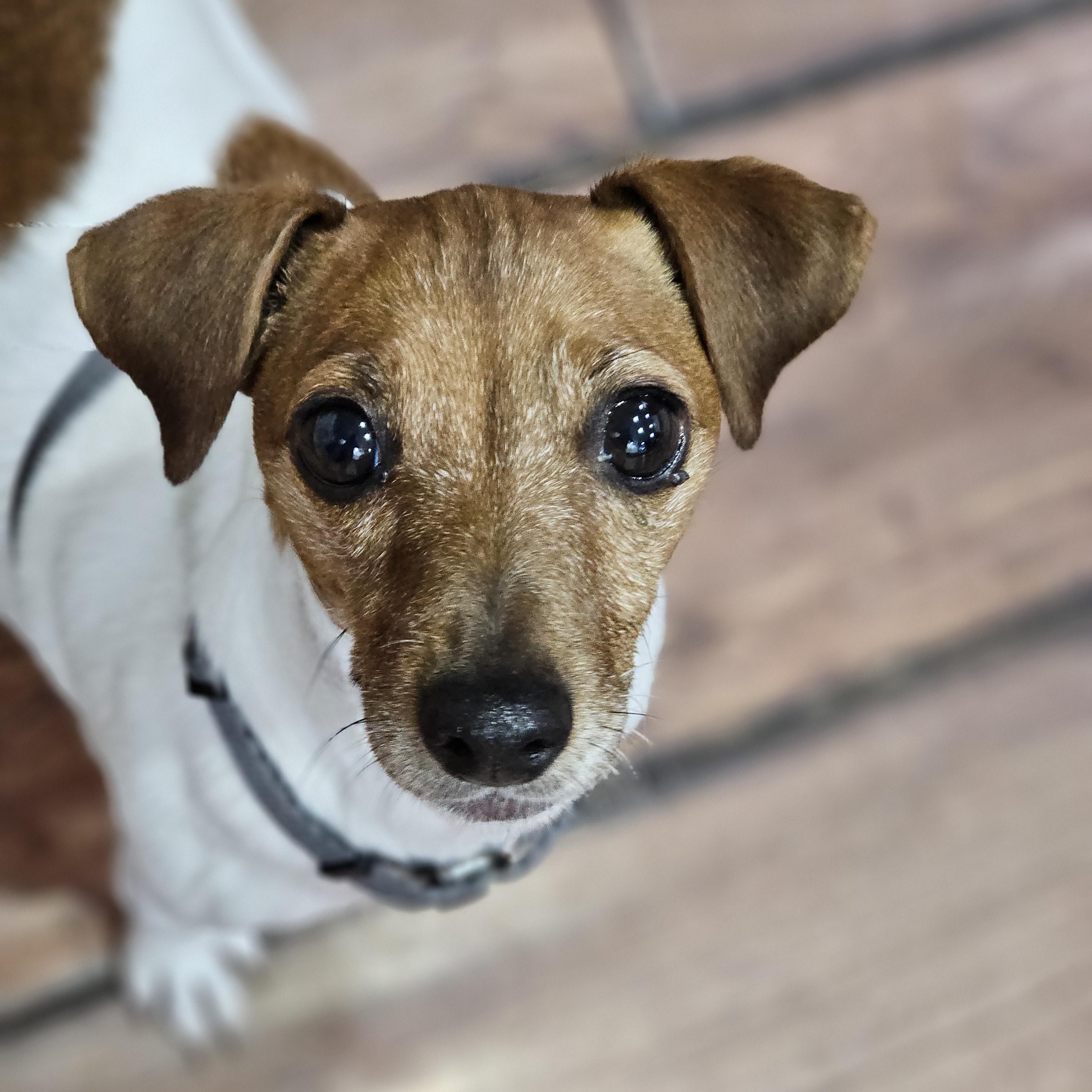 Honey Bunny, an adopted mixed breed in O Fallon, IL image 4/6