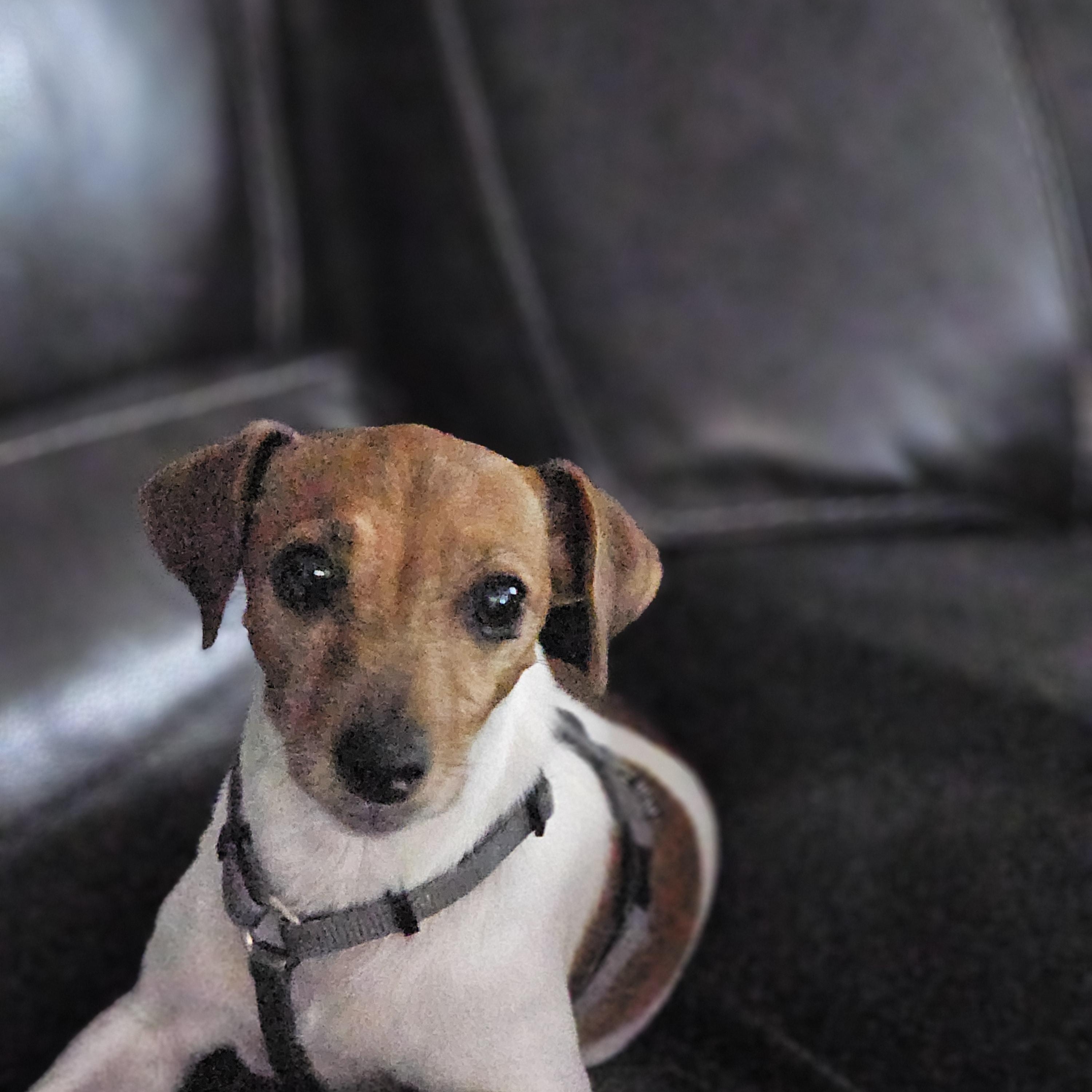 Honey Bunny, an adopted mixed breed in O Fallon, IL image 3/6
