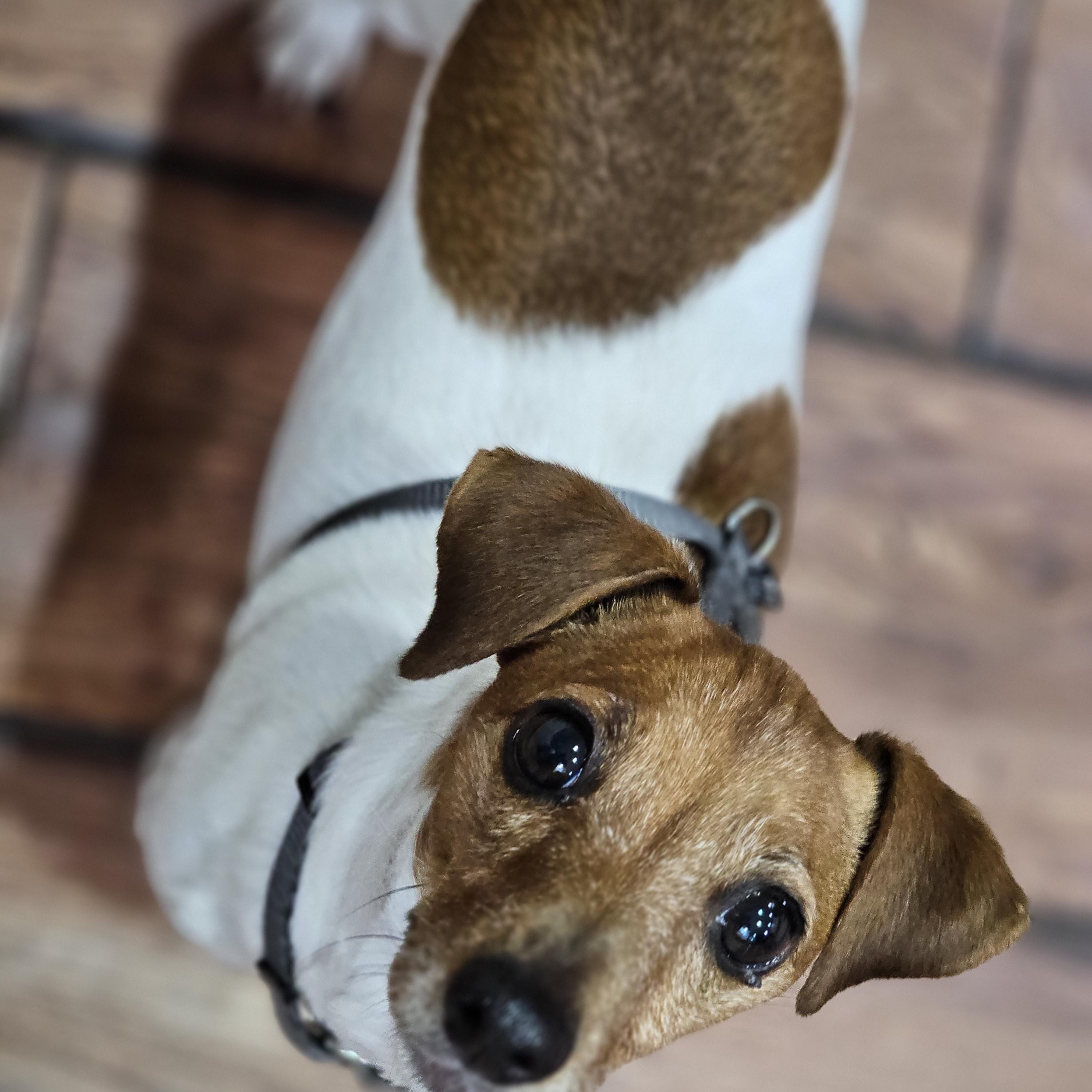 Honey Bunny, an adopted mixed breed in O Fallon, IL image 5/6