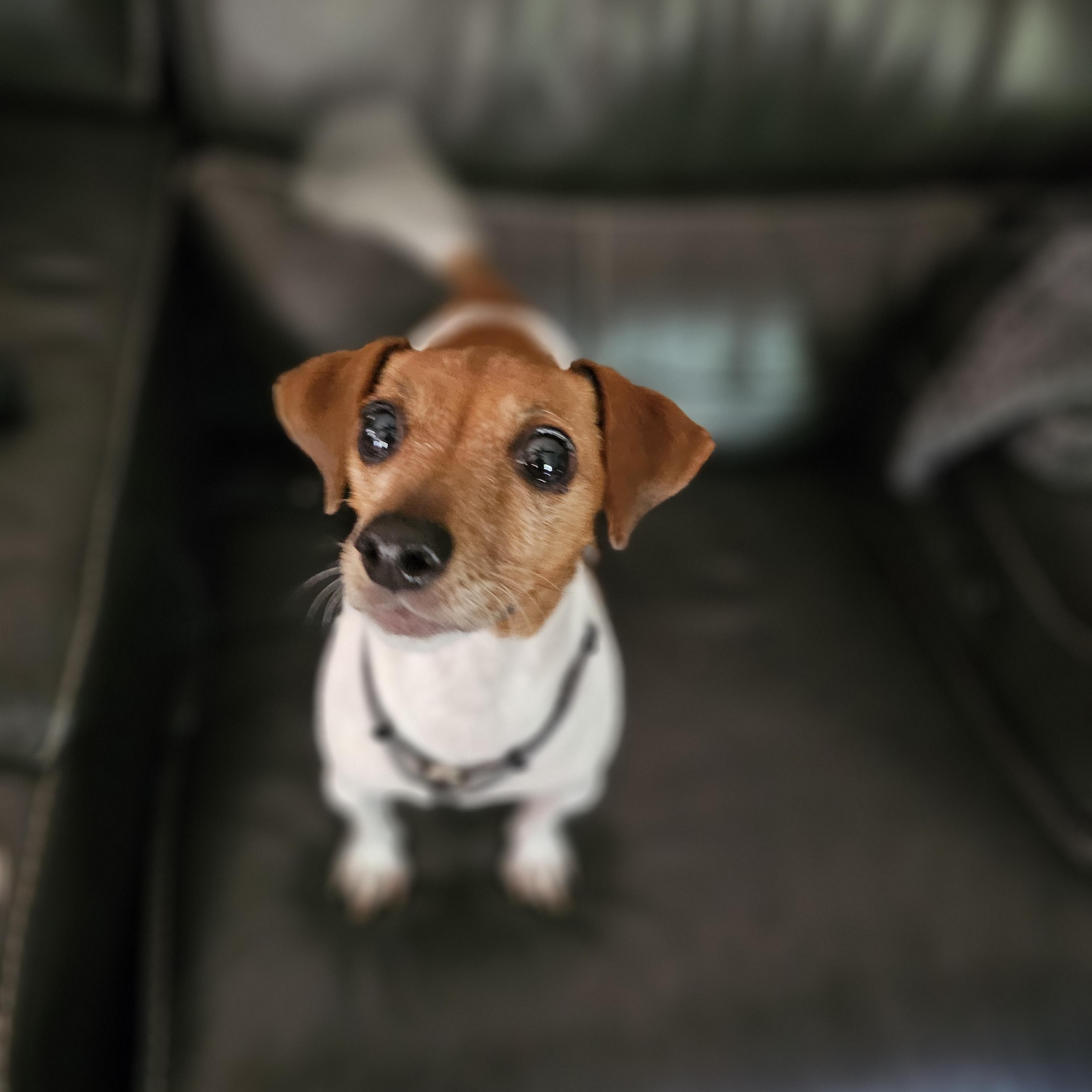 Honey Bunny, an adopted mixed breed in O Fallon, IL image 2/6