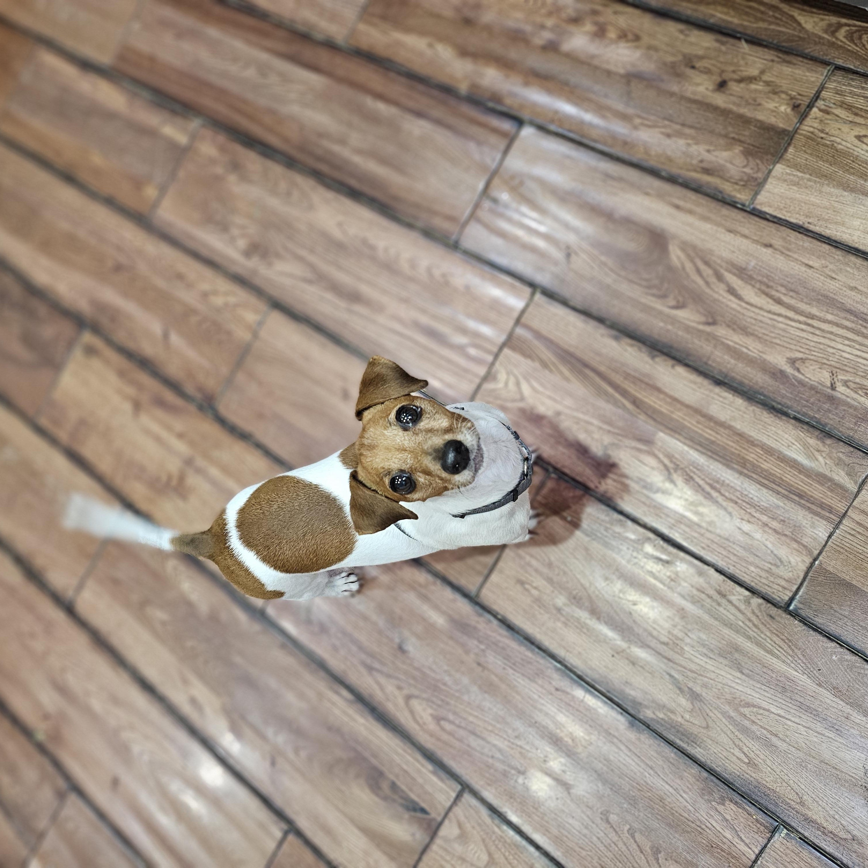 Honey Bunny, an adopted mixed breed in O Fallon, IL image 6/6