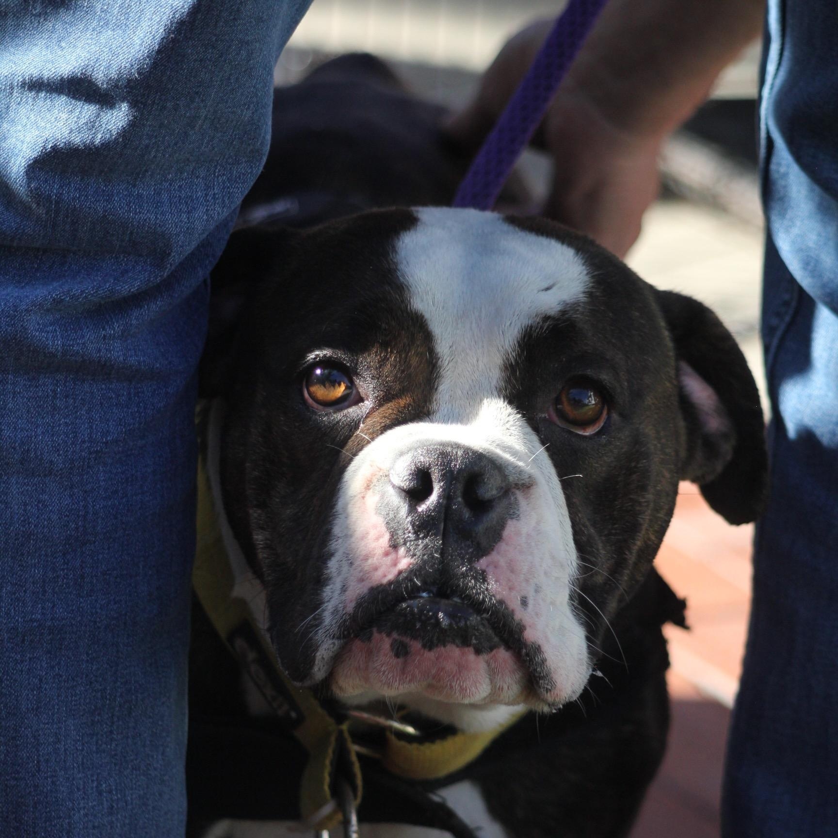Enlarge Lola, a Adoptable American Bulldog in Dallas, TX image 1/3