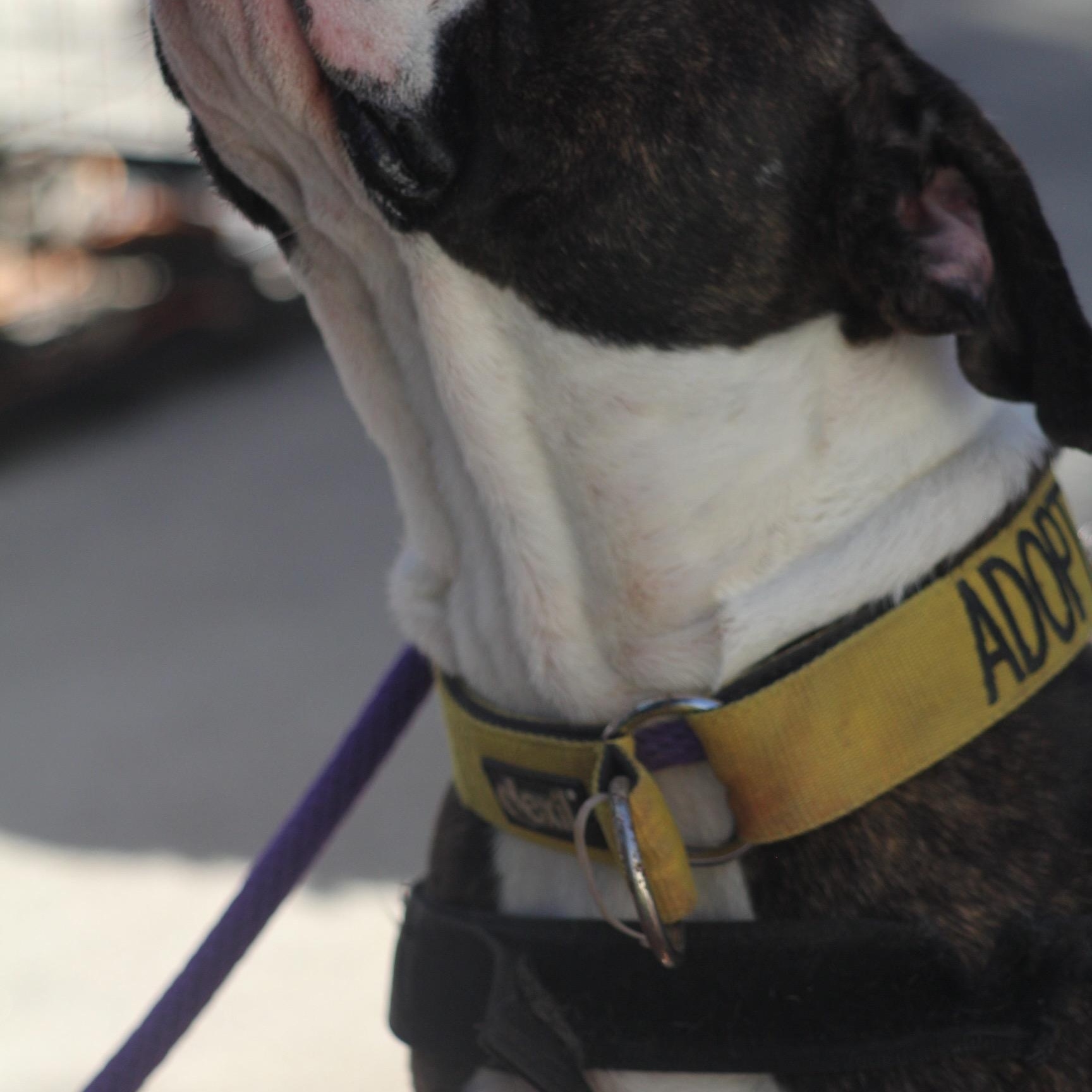 Enlarge Lola, a Adoptable American Bulldog in Dallas, TX image 2/3