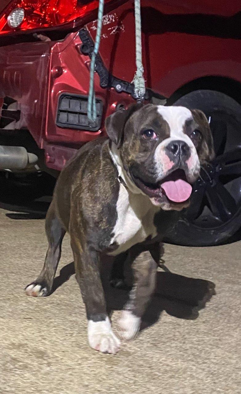 Enlarge Lola, a Adoptable American Bulldog in Dallas, TX image 3/3