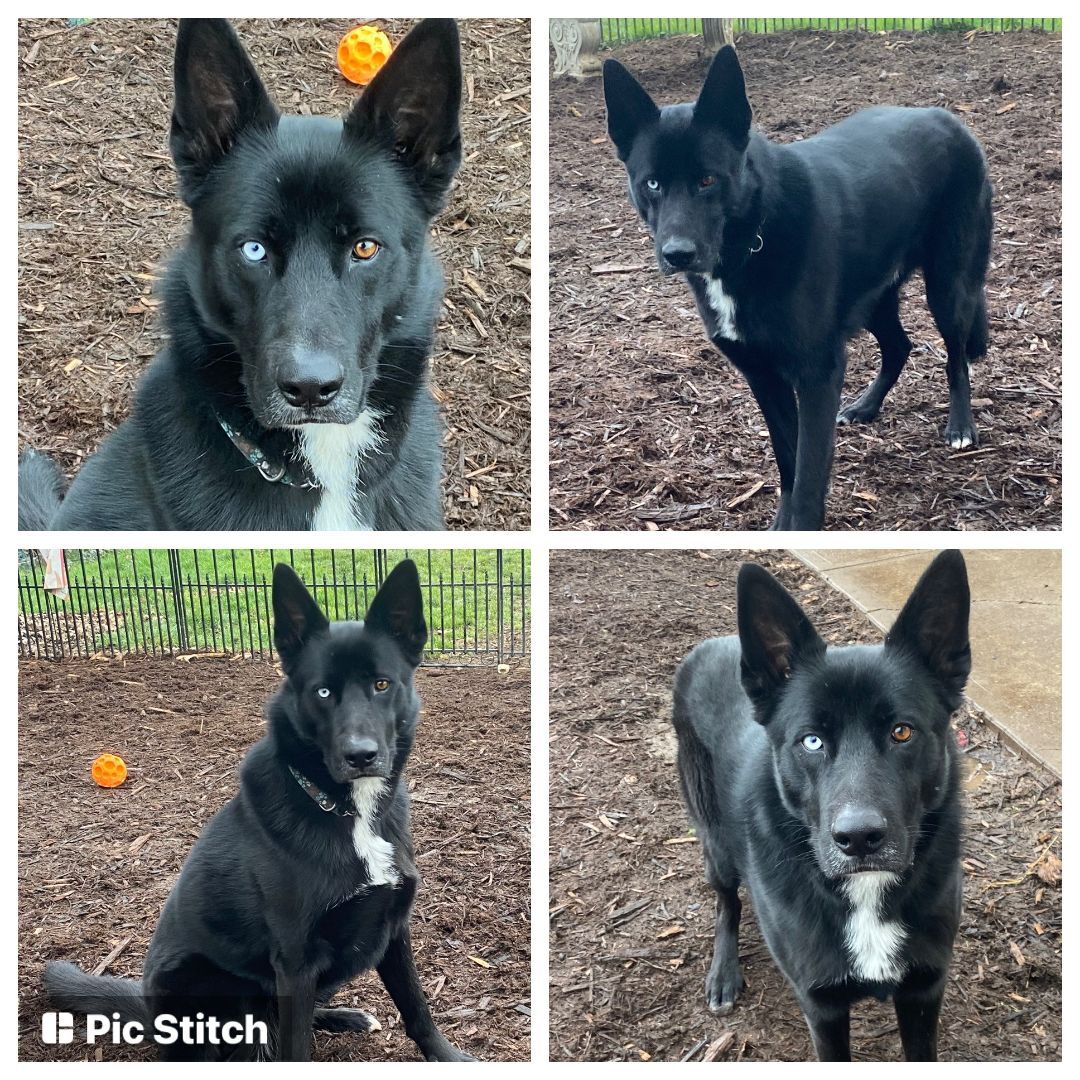 Levi, a Adoptable Shepherd in Silverton, OR image 1/5