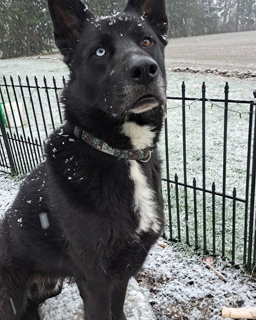 Levi, a Adoptable Shepherd in Silverton, OR image 3/5