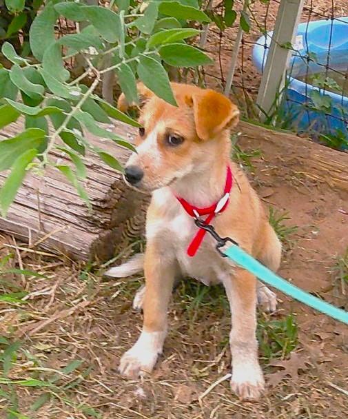JASMINE, adopted, Puppy Female Border Collie.