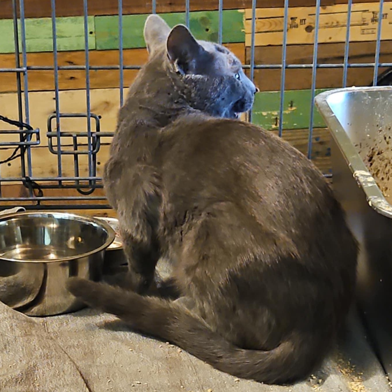 Enlarge Grayson, a Adopted mixed breed in CHICAGO, IL image 3/4