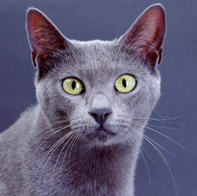 Enlarge Grayson, a Adopted mixed breed in CHICAGO, IL image 1/4