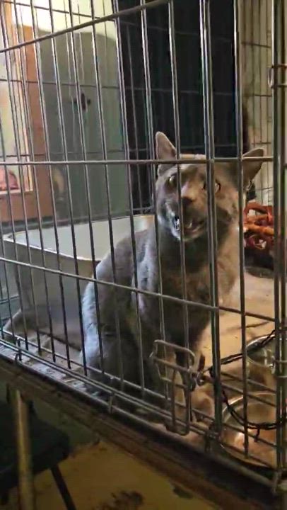 Enlarge Grayson, a Adopted mixed breed in CHICAGO, IL video 4/4