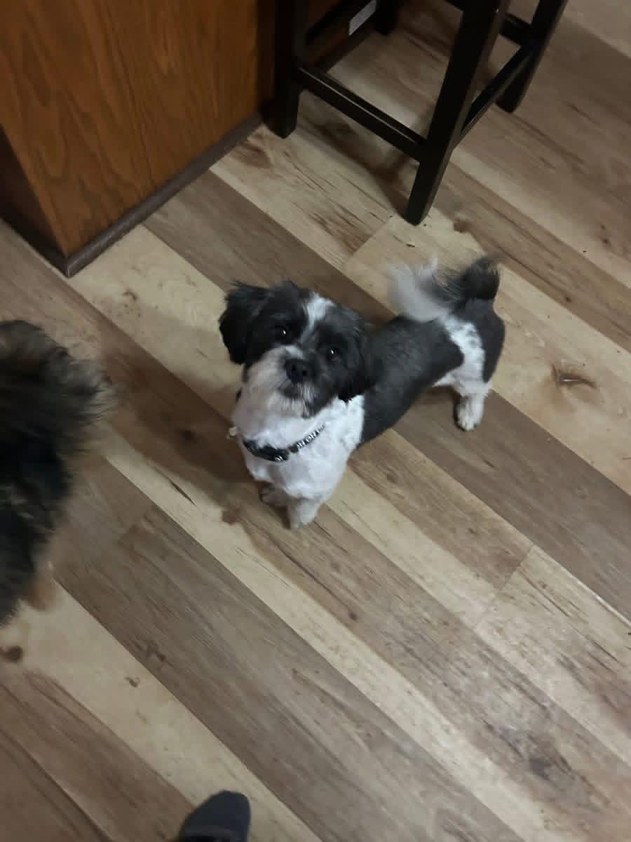 Enlarge Cowboy, an adopted Shih Tzu in Pocatello, ID image 1/2