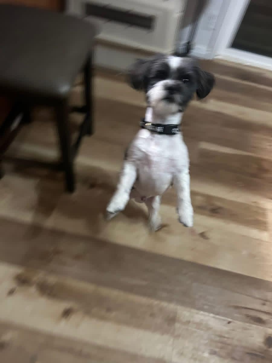 Enlarge Cowboy, an adopted Shih Tzu in Pocatello, ID image 2/2