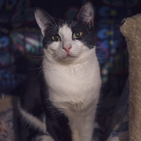 Enlarge Edgar, a Adoptable Tuxedo in Astoria, NY image 2/3