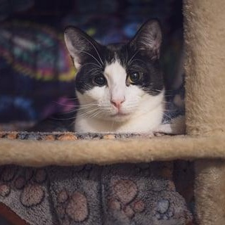 Enlarge Edgar, a Adoptable Tuxedo in Astoria, NY image 1/3