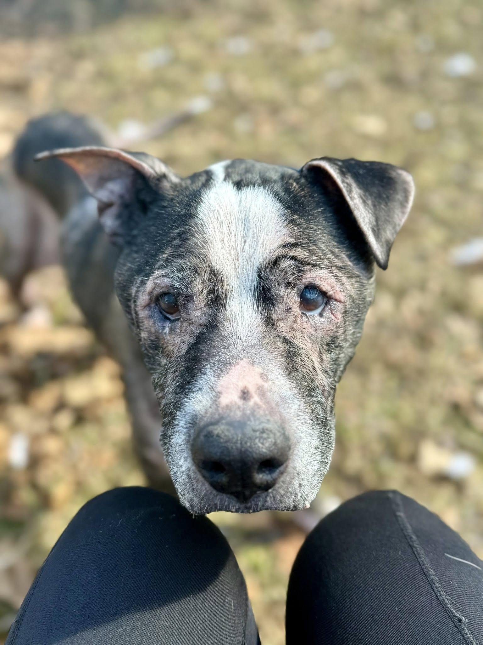 Sara-Resilient, sweet, gentle., ADOPTABLE, Senior Female Mixed Breed.