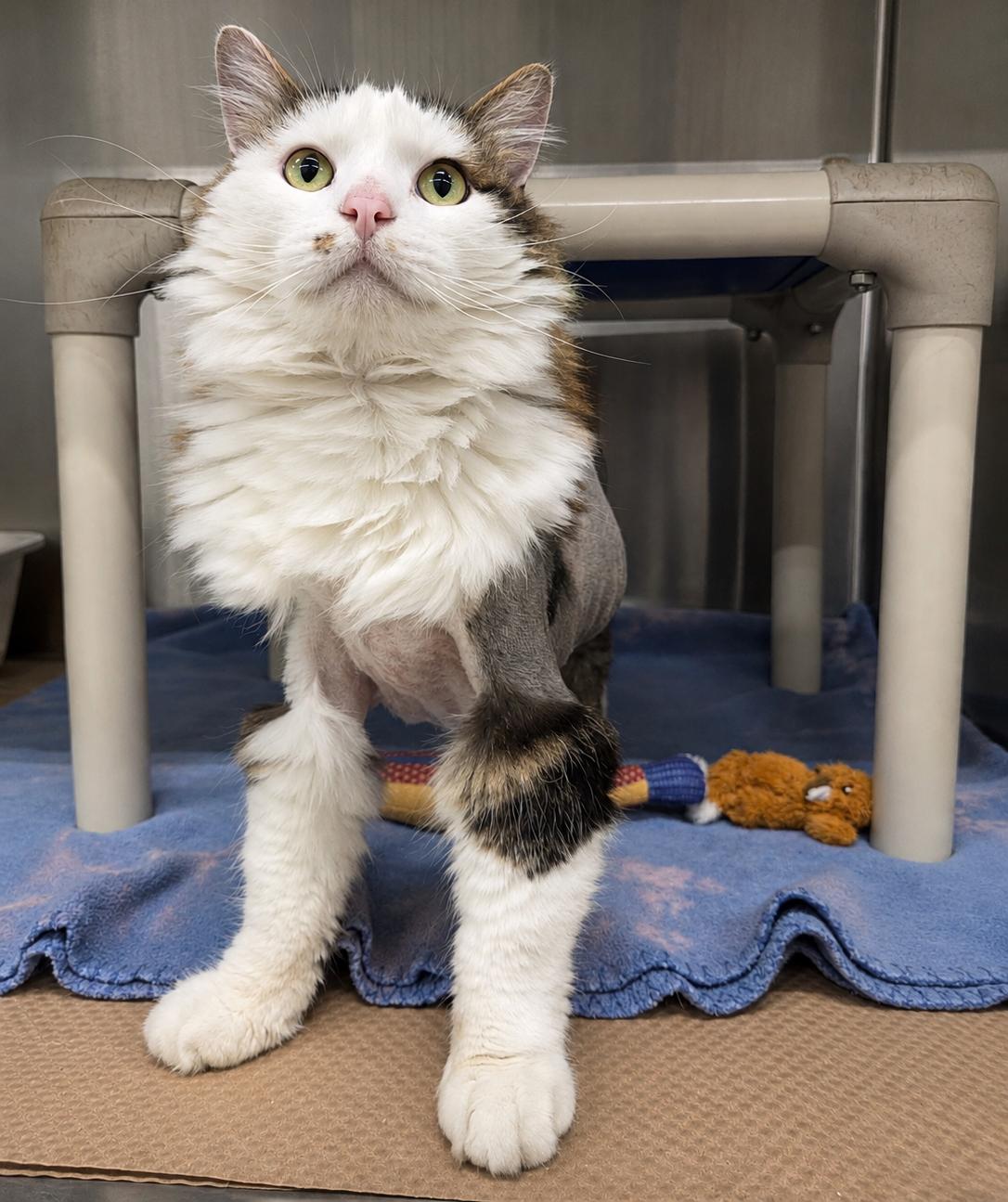 Chi Chi Smalls, Adoptable, Senior Male Domestic Long Hair.