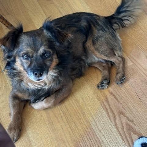 Ollie, Adoptable, Adult Male Chihuahua & Dachshund (Miniature Long Haired).