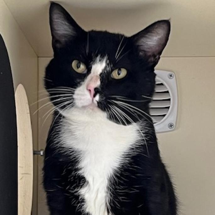 Ivar, Adoptable, Adult Male Domestic Short Hair.