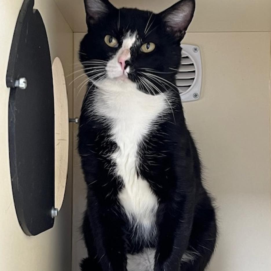 Ivar, a Adoptable Domestic Short Hair in La Grange, KY image 1/6