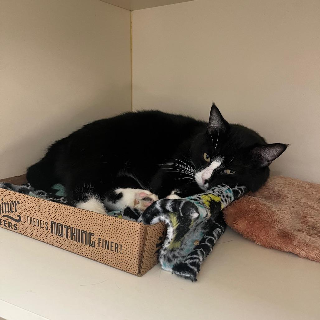 Ivar, a Adoptable Domestic Short Hair in La Grange, KY image 2/6