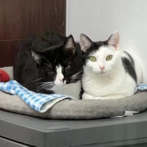 Ivar, a Adoptable Domestic Short Hair in La Grange, KY image 5/6