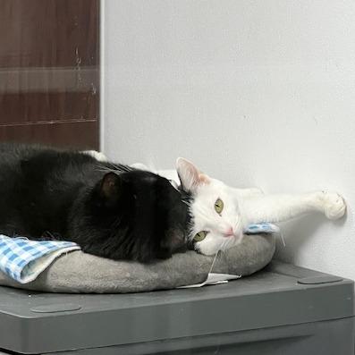 Ivar, a Adoptable Domestic Short Hair in La Grange, KY image 6/6