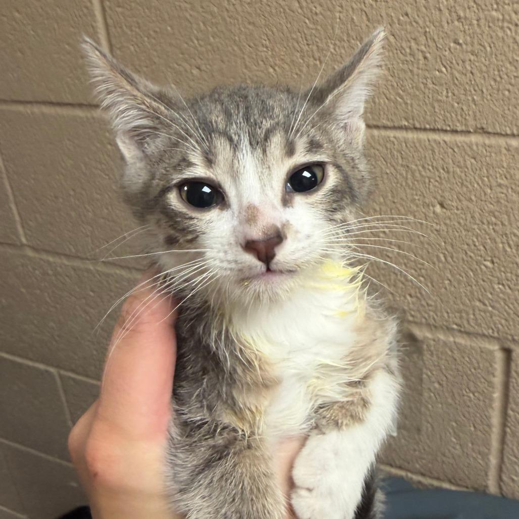 Enlarge Dodger, a Adoptable Domestic Short Hair in Stillwater, OK image 1/1