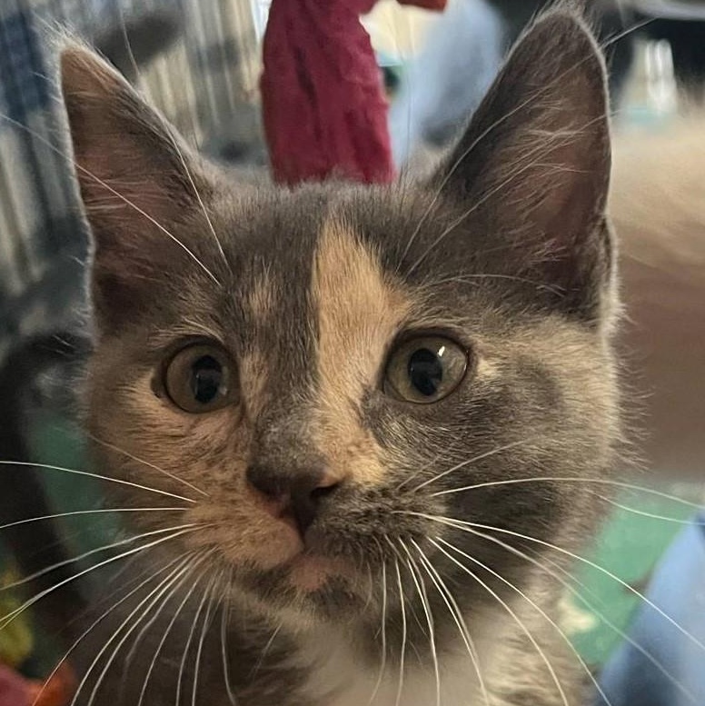 Macy
