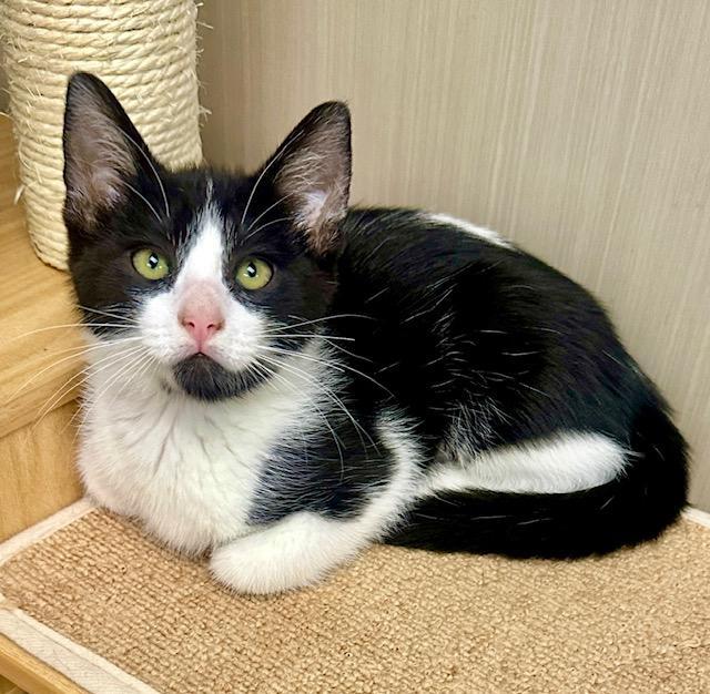 Merrie, Adoptable, Kitten Female Domestic Short Hair.