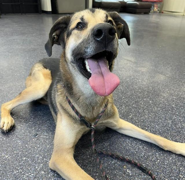 TIM, Adoptable, Adult Male German Shepherd Dog & Mixed Breed.