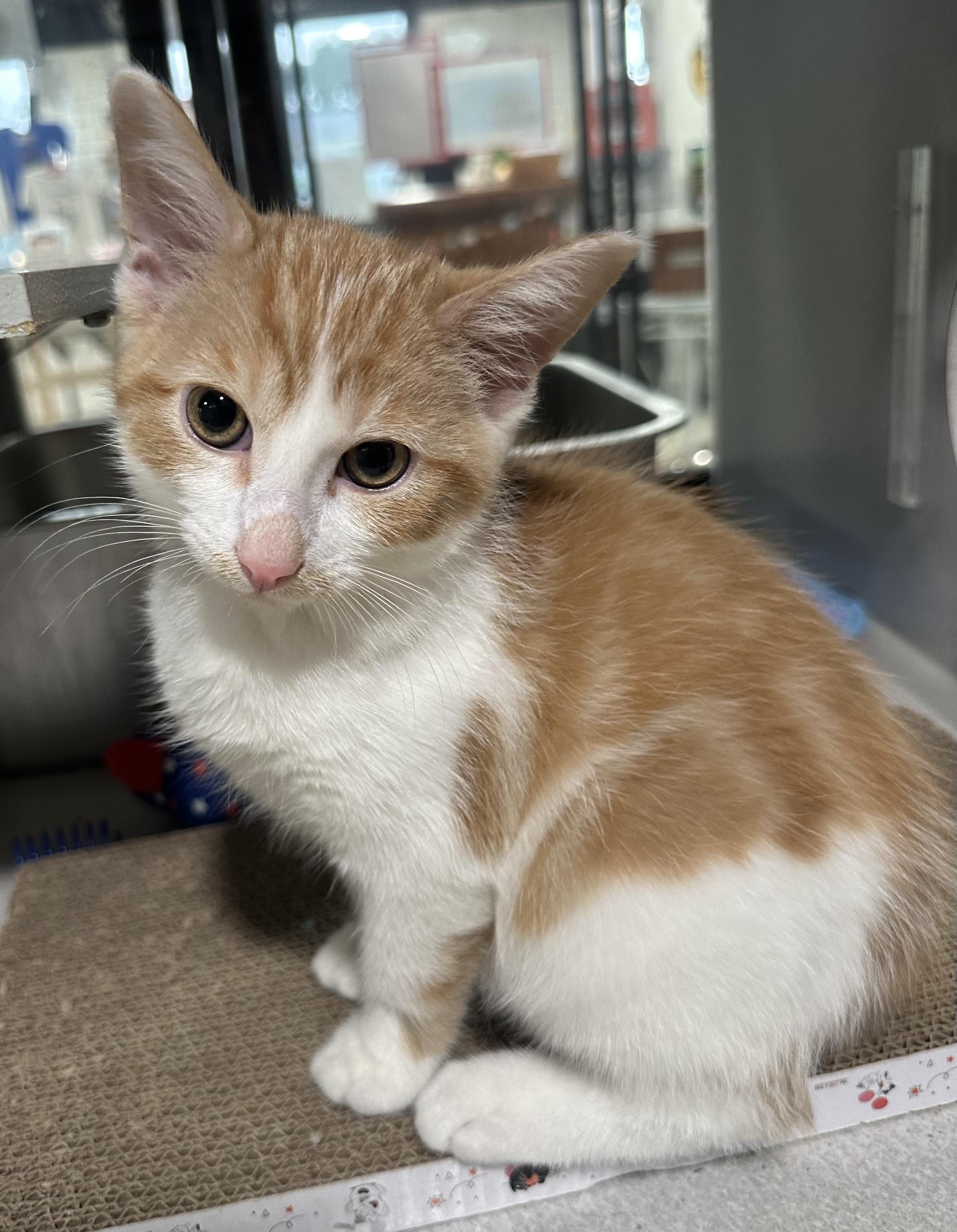 Enlarge Ginger Bread, a Adopted Domestic Short Hair in Webster City, IA image 1/1