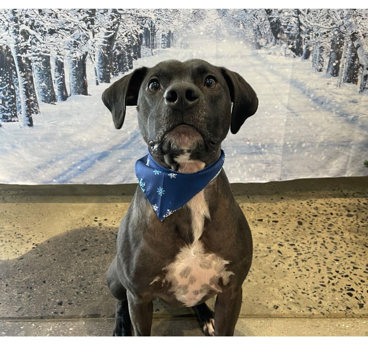 Enlarge Max, a Adoptable mixed breed in Mint Hill, NC image 1/6